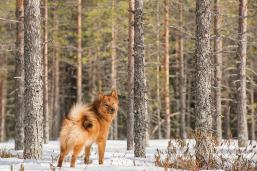 En finsk spids, der viser sin utrolige hale frem