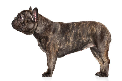 En sund fransk bulldog med en dejlig tyk, kort pels