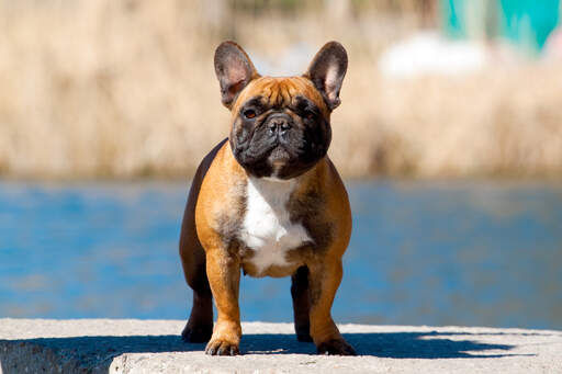 En sund voksen fransk bulldog med en kort, kraftig krop og opretstående ører