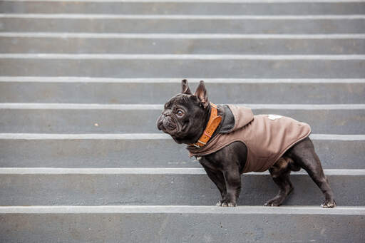 En voksen fransk bulldog, der står højt på nogle trapper