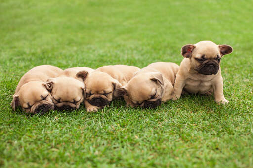 Fem smukke små franske bulldoggehvalpe ligger sammen i græsset