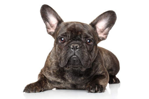 En ung fransk bulldog har et dejligt sammenkrøllet ansigt og høje, spidse ører