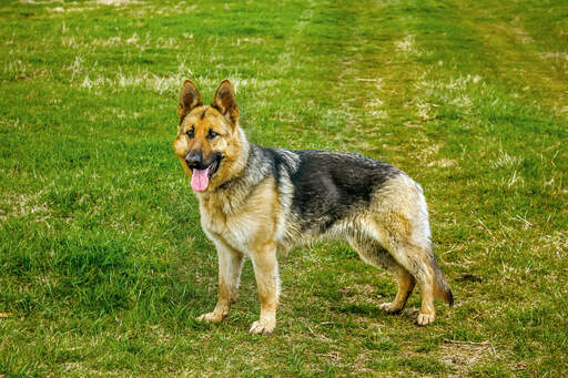 En sund voksen schæferhund, der står oprejst og venter på en kommando