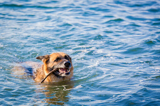 En vidunderlig schæferhund, der henter en pind fra vandet