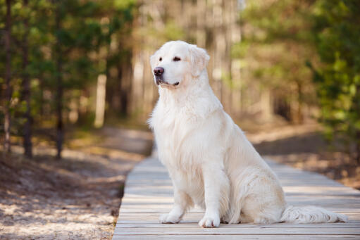 Dog-Golden_Retriever-A_beautiful_Golden_Retriever_sitting_neatly%2C_showing_off_it%27s_lovely_coat.jpg