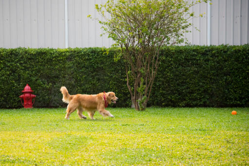 En sund og rask voksen Golden retriever leger med sin bold i haven