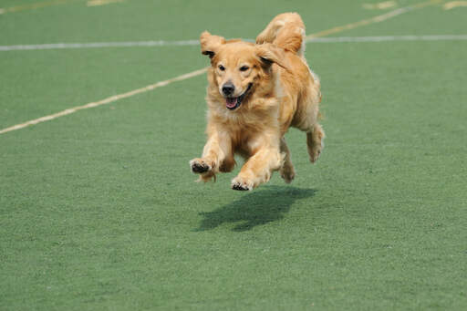 En vidunderlig voksen Golden retriever, der løber i fuld fart
