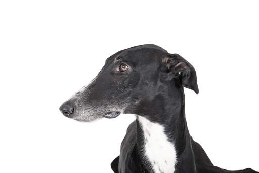 Et portræt af en markant, sort greyhound