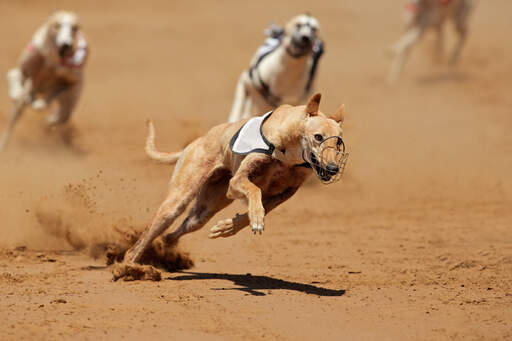 En stærk, voksen greyhound, der springer rundt om et skarpt hjørne