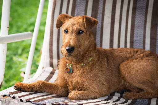 En dejlig, lille irish terrier, der slapper af på en stol