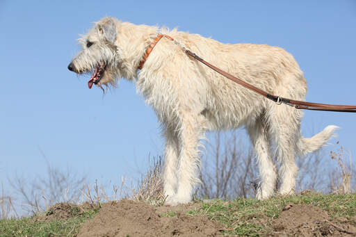 En stor, stor irsk ulvehund med en vidunderlig, hvid, trådagtig pels