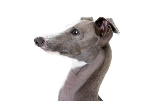 Et nærbillede af den italienske greyhounds smukke spidse hoved