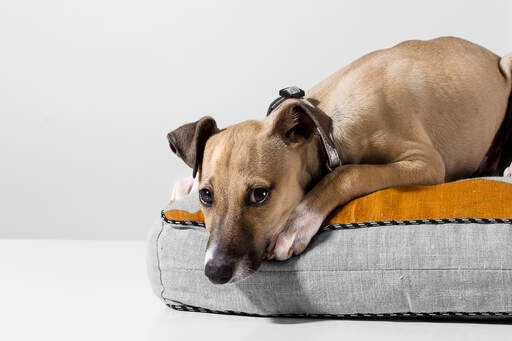 En italiensk greyhound, der får et velfortjent hvil på sin seng