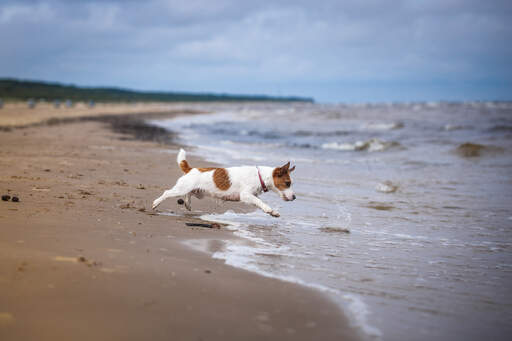 En smuk, lille jack russell terrier hun, der hopper ud i vandet