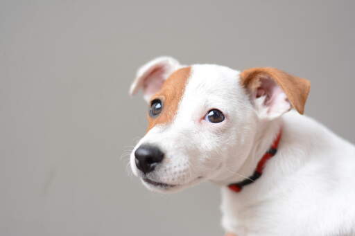 Et nærbillede af en ung jack russell terriers smukke små øjne og bløde hvalpepels