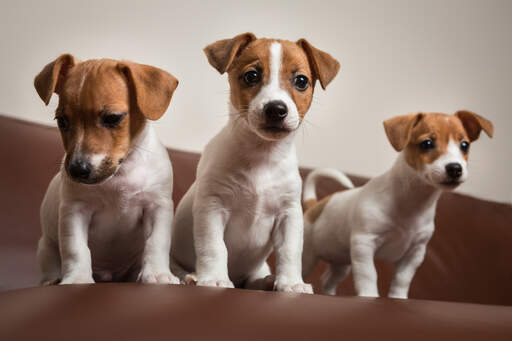 Jack Russell Terrier | Dog Breeds
