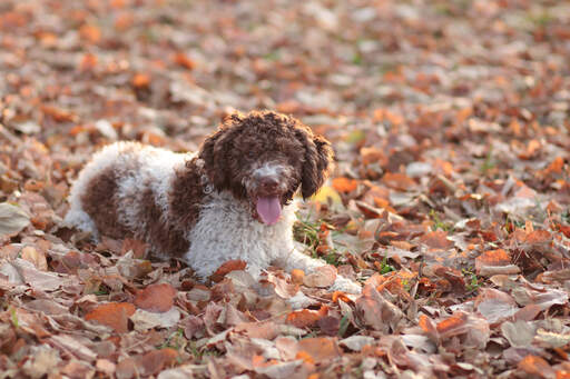 En sjov og kærlig laGotto romagnolo nyder efterårsbladene