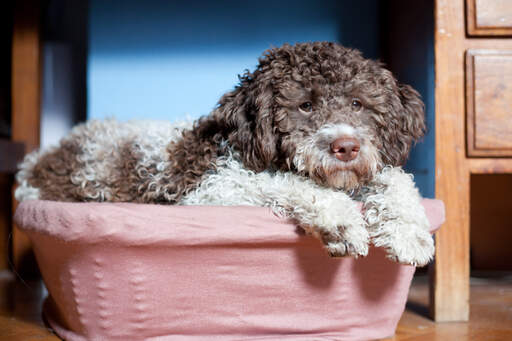 En træt laGotto romagnolo, der hygger sig i sin kurv