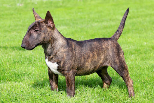 En miniature bullterrier, der viser sin korte, muskuløse krop og sine spidse ører frem