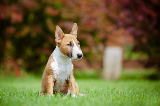 En smuk, lille miniature bullterrier, der sidder ned og hviler sig i græsset