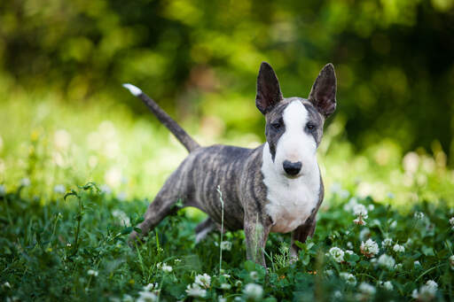 En ung miniature bullterrier med store, smukke spidse ører