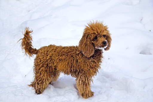 miniature-puddelhund-dog-breeds