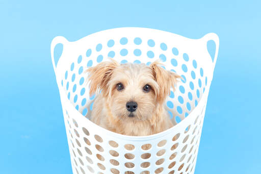 En sund, ung norfolk terrier-hvalp, der sidder i en vasketøjskurv
