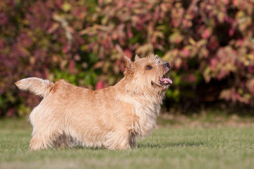 En smuk lille norwich terrier, der viser sine vidunderlige korte ben og sin lange krop frem