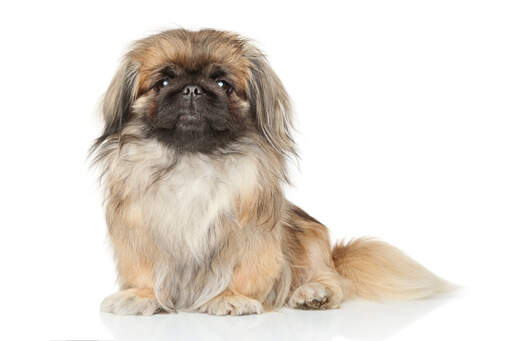 Pekingeser hund | Dog