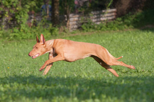 En sund hunfarohhund, der løber i fuld fart