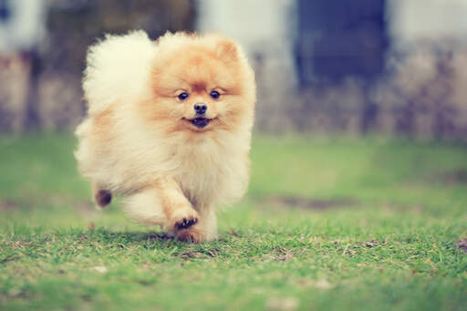 En ung pomeranian, der jogger og viser sin smukke, buskede pels frem