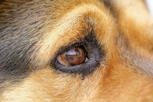 Et nærbillede af en rottweiler's vidunderlige øje