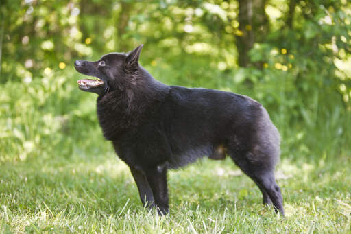 En sund voksen schipperke, der står oprejst og viser sin vidunderlige fysik frem