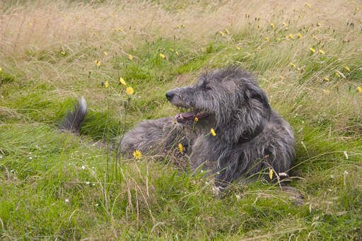 En smuk, trådpelset skotsk deerhound ligger i græsset