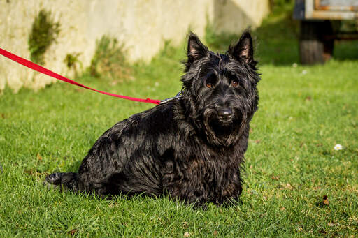 En skotsk terrier med en dejlig, tyk, sort pels