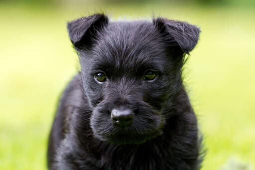 Et nærbillede af en skotsk terrierhvalps smukke små ører og trådformede pels