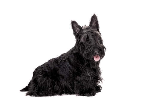 En dejlig, lille voksen skotsk terrier med lang sort pels og spidse ører
