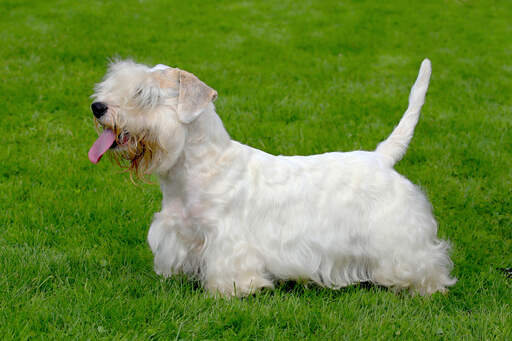 En sealyham terriers smukke, lange, hvide pels og skæg