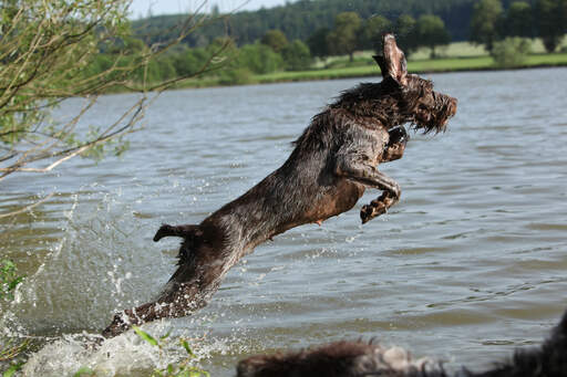 En sund voksen spinone italiano, der hopper i vandet