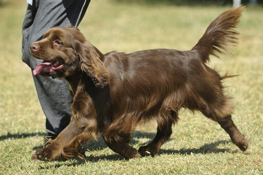 En sussex spaniel's smukke bløde chokoladebrune pels