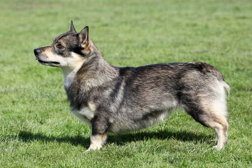 En svensk vallhunds utroligt korte ben og tykke, bløde pels