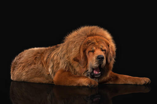 En tibetansk mastiff's utrolige, tykke, rævefarvede pels