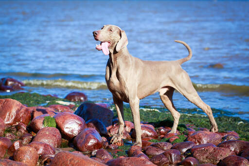 En smuk voksen weimaraner, der viser sin kraftige fysik