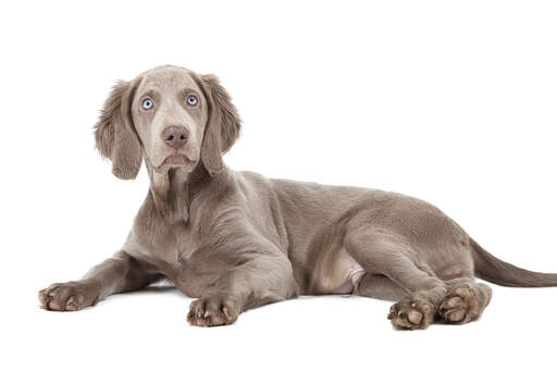 En dejlig blød weimaranerhvalp med slående, lyse øjne