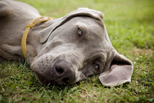 Et nærbillede af en træt weimaraner smukke, bløde ører