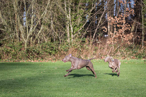 To dejlige voksne weimaranere leger sammen på græsset