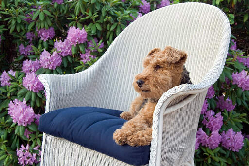 En smuk welsh terrier, der nyder et hvil på en stol udenfor