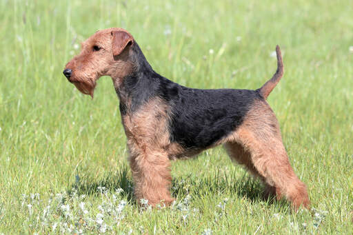 En ung welsh terrier, der viser sin smukke, korte krop og trådede pels frem