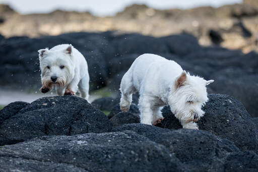 To west highland terrier's nyder hinandens selskab på klipperne