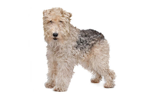 En wire fox terrier's vidunderlige store skæg